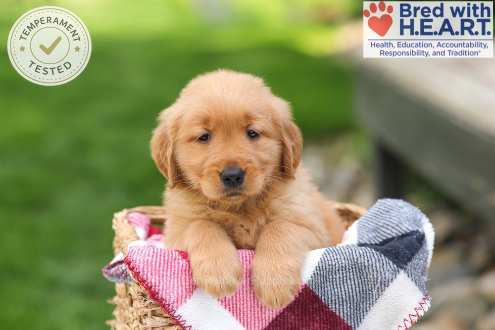 Tulip Image of Tulip, a Golden Retriever puppy