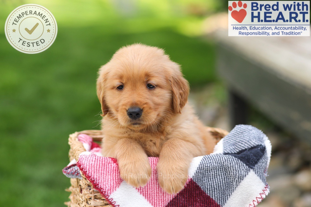 Tulip Image of Tulip, a Golden Retriever puppy