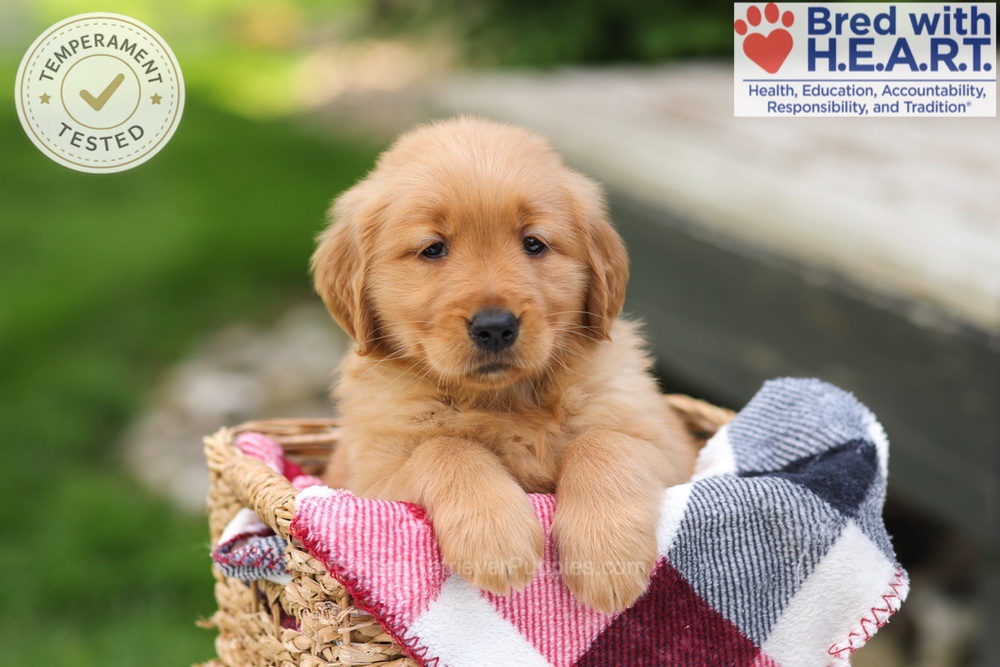 Tulip Image of Tulip, a Golden Retriever puppy
