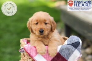 Image of Tulip, a Golden Retriever puppy