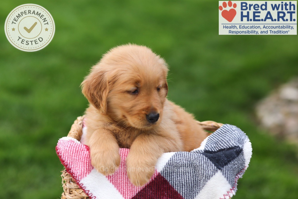 Tulip Image of Tulip, a Golden Retriever puppy