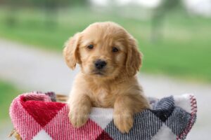 Velvet Image of Velvet, a Golden Retriever puppy