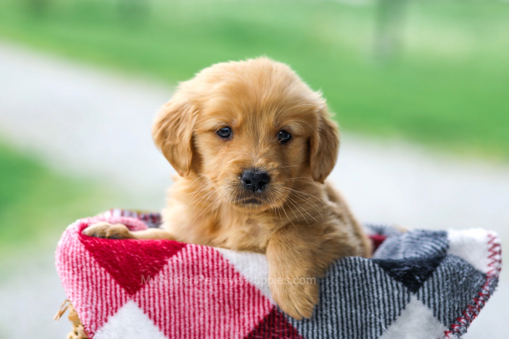 Veronica Image of Veronica, a Golden Retriever puppy