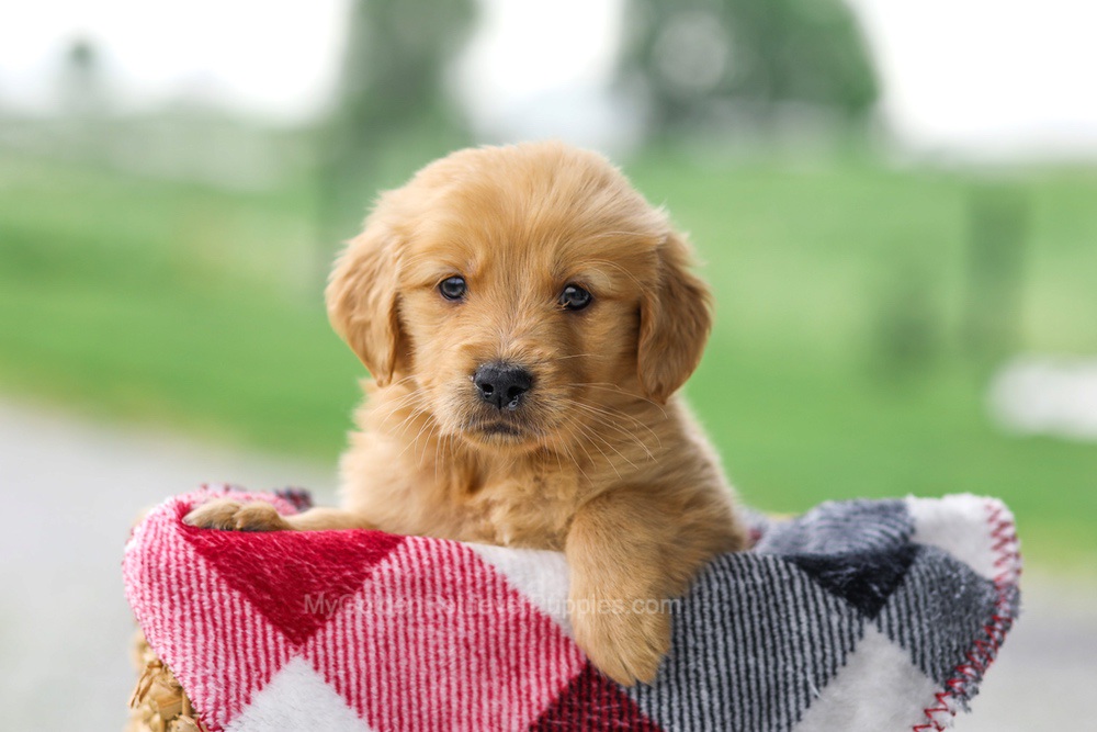 Veronica Image of Veronica, a Golden Retriever puppy