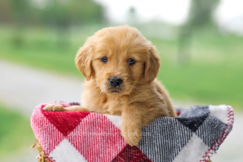 Veronica Image of Veronica, a Golden Retriever puppy
