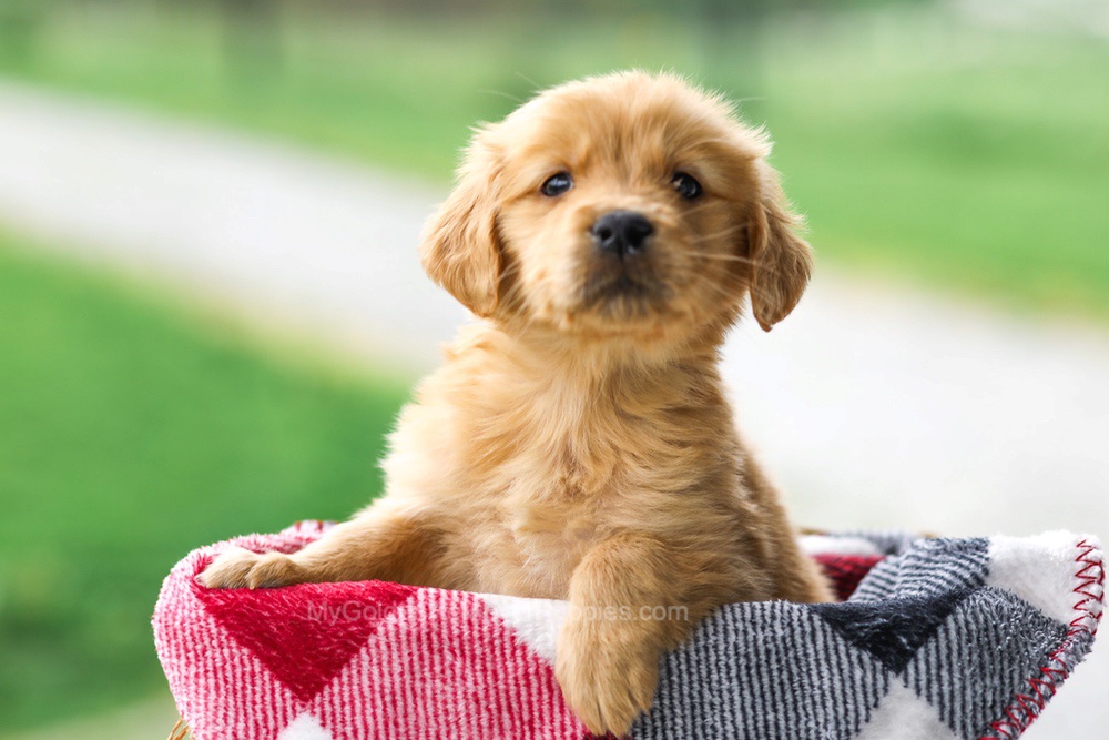 Veronica Image of Veronica, a Golden Retriever puppy