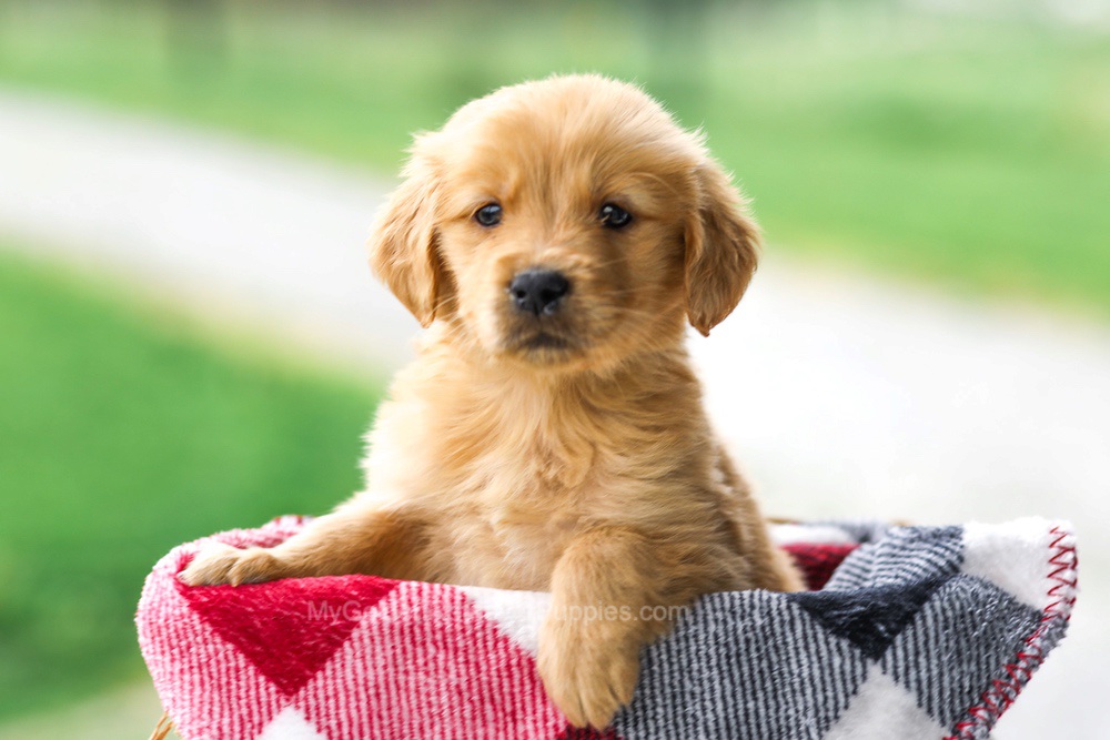 Veronica Image of Veronica, a Golden Retriever puppy