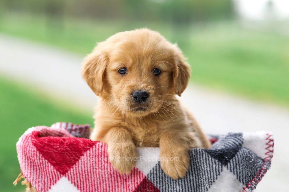 Veronica Image of Veronica, a Golden Retriever puppy