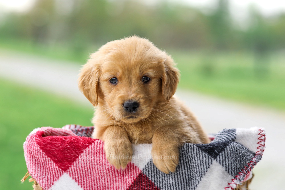 Veronica Image of Veronica, a Golden Retriever puppy
