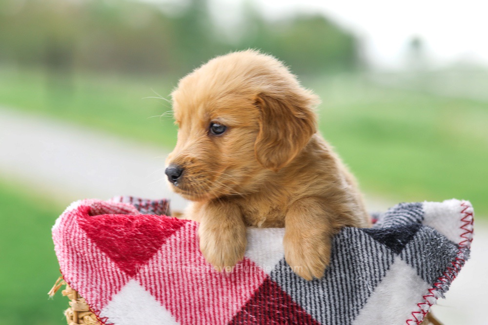 Veronica Image of Veronica, a Golden Retriever puppy