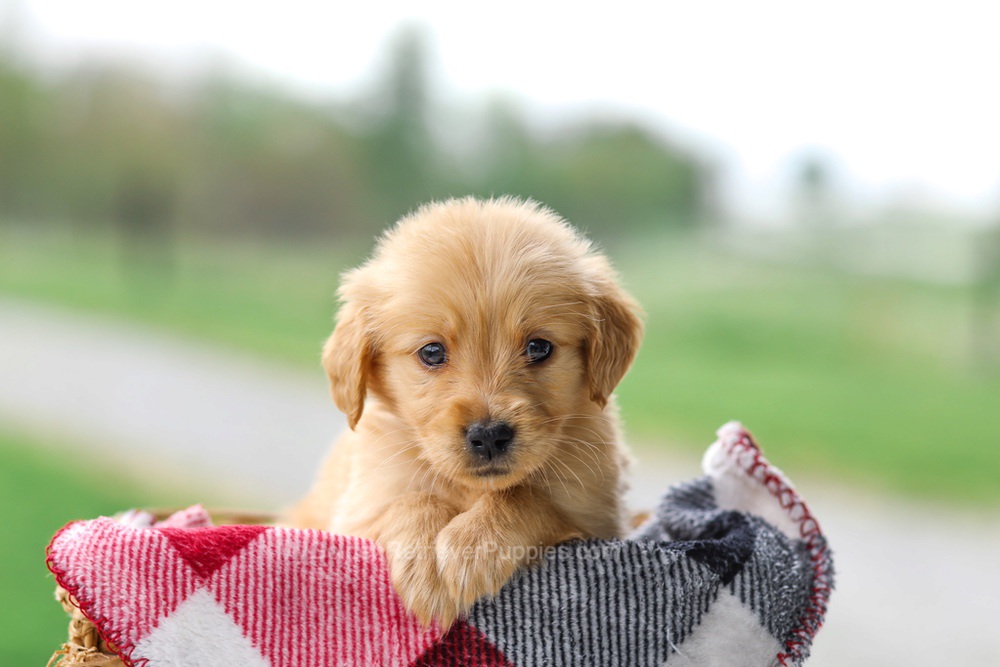 Vicky Image of Vicky, a Golden Retriever puppy