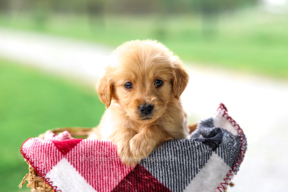 Vicky Image of Vicky, a Golden Retriever puppy