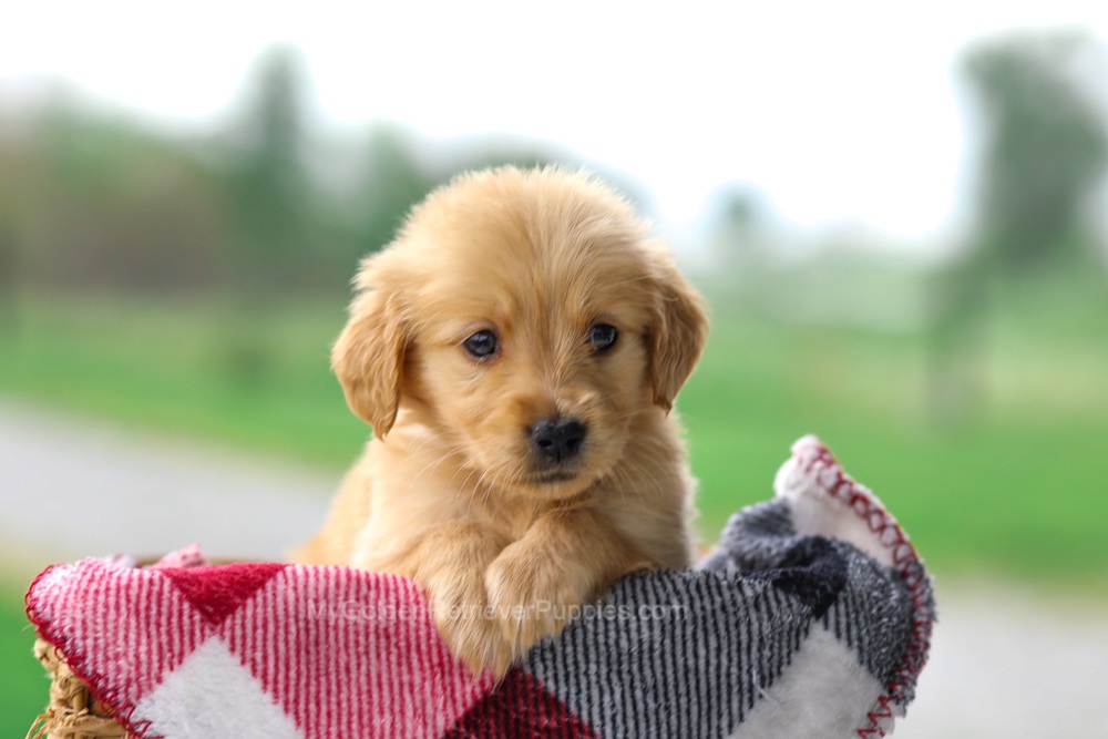 Vicky Image of Vicky, a Golden Retriever puppy