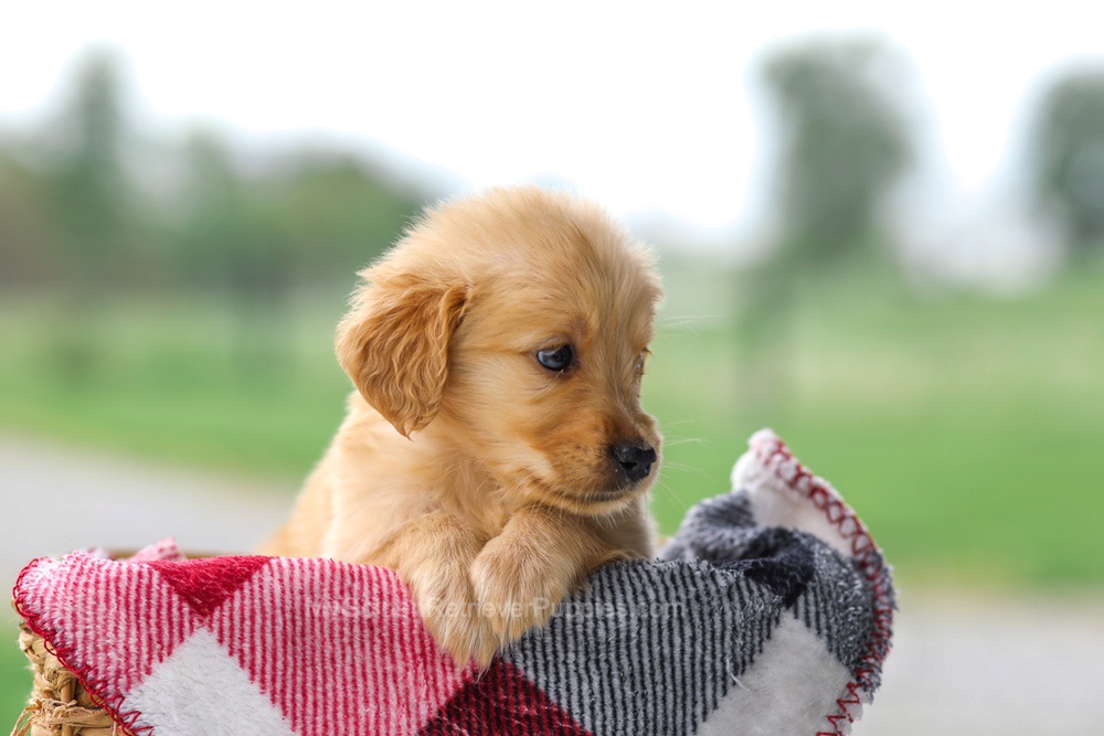 Vicky Image of Vicky, a Golden Retriever puppy