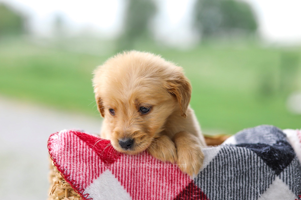 Vicky Image of Vicky, a Golden Retriever puppy