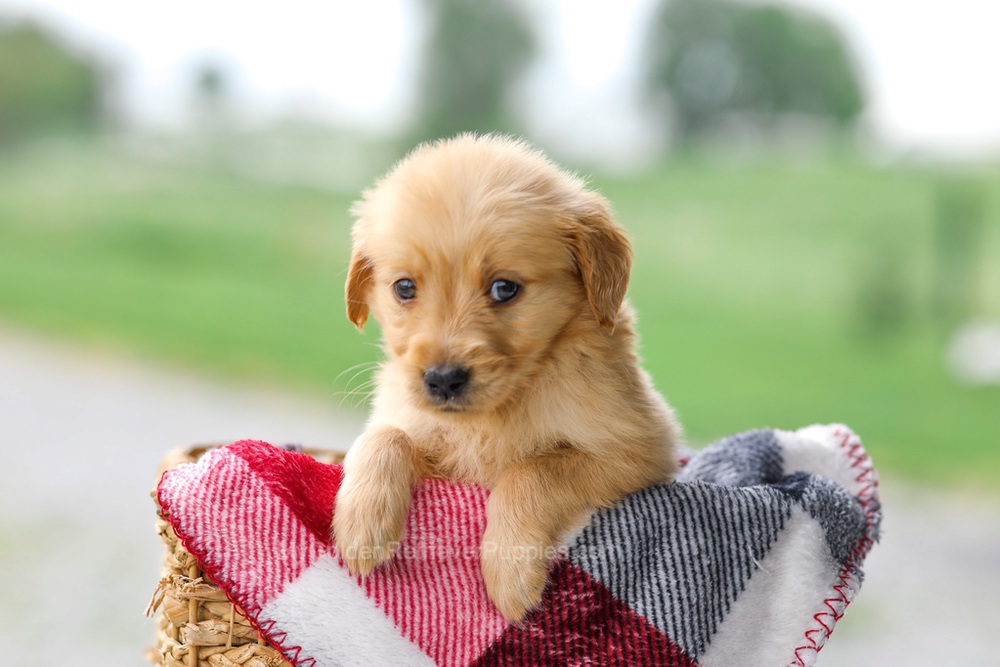 Vicky Image of Vicky, a Golden Retriever puppy