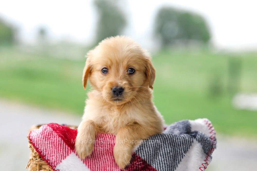 Vicky Image of Vicky, a Golden Retriever puppy