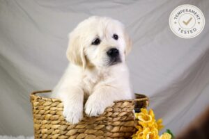 Image of Willow, a Golden Retriever puppy
