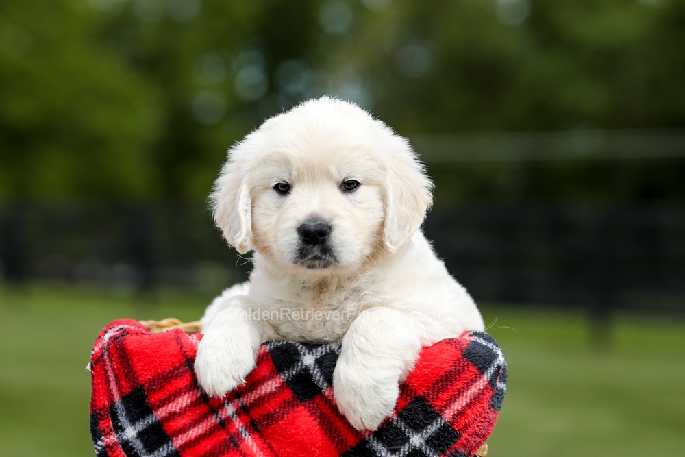 Zeke Image of Zeke, a Golden Retriever puppy