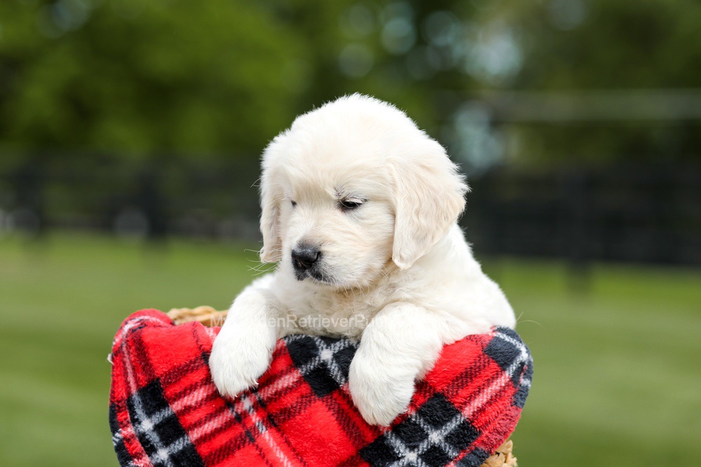 Zeke Image of Zeke, a Golden Retriever puppy