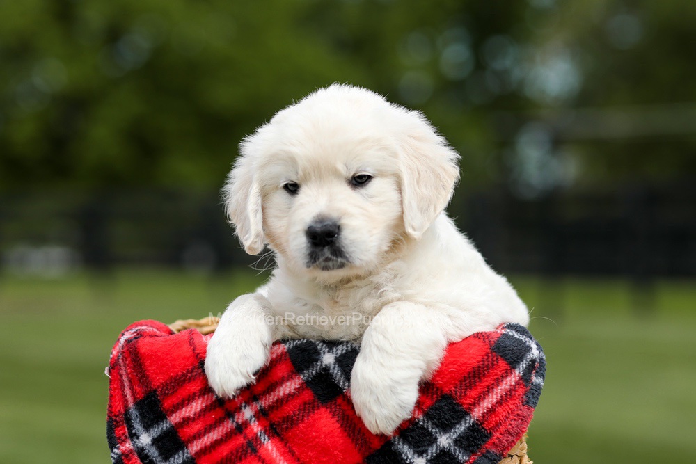 Zeke Image of Zeke, a Golden Retriever puppy