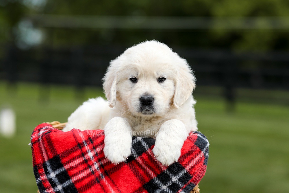 Zeke Image of Zeke, a Golden Retriever puppy