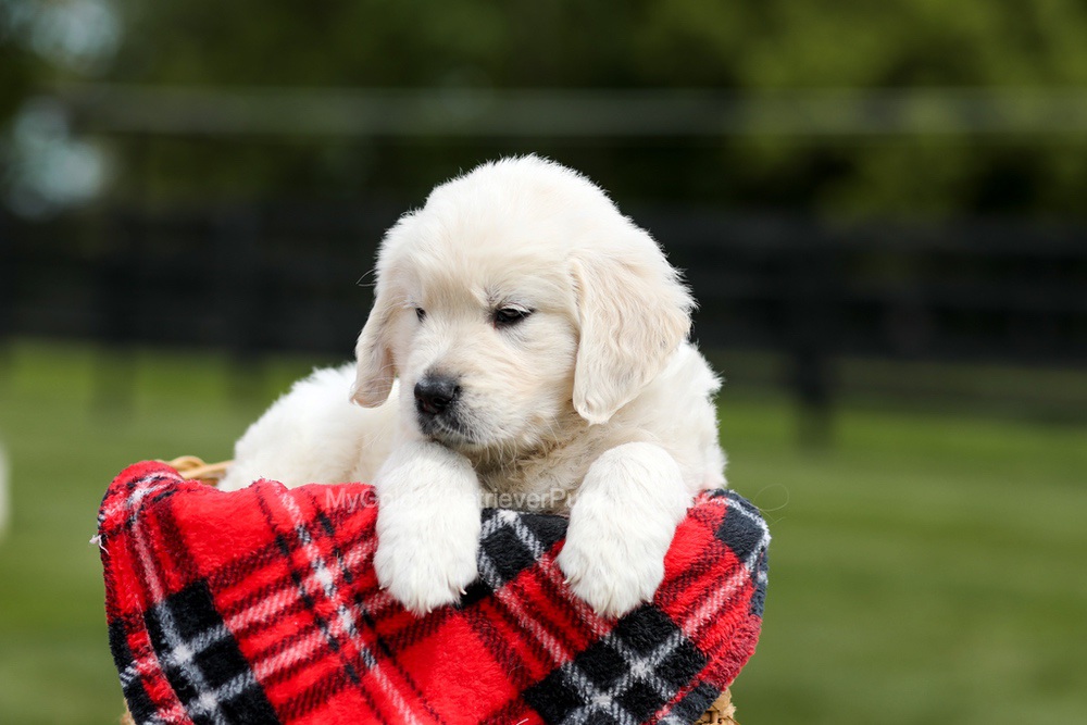 Zeke Image of Zeke, a Golden Retriever puppy