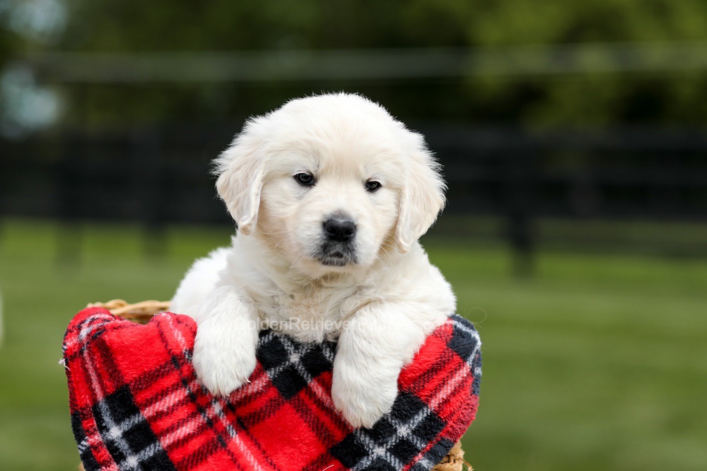 Zeke Image of Zeke, a Golden Retriever puppy