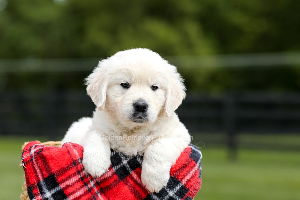 Zeke Image of Zeke, a Golden Retriever puppy