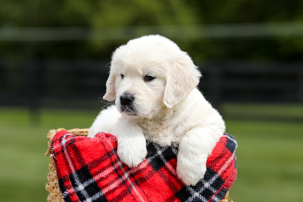 Zeke Image of Zeke, a Golden Retriever puppy