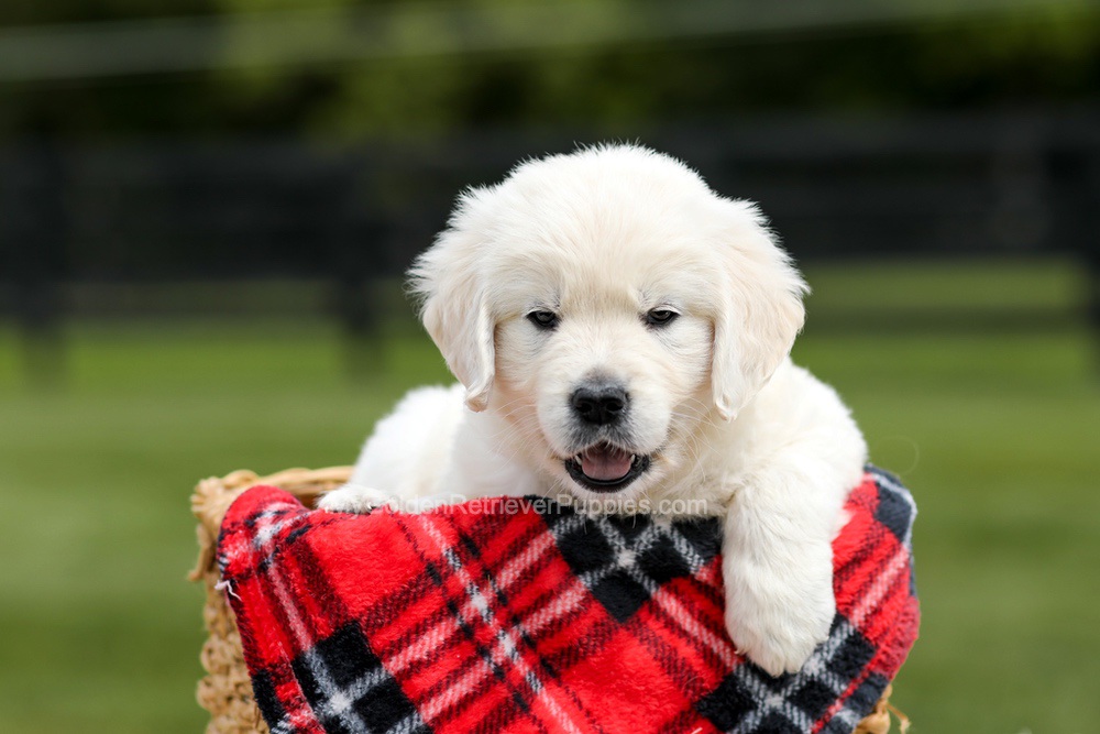 Zeke Image of Zeke, a Golden Retriever puppy
