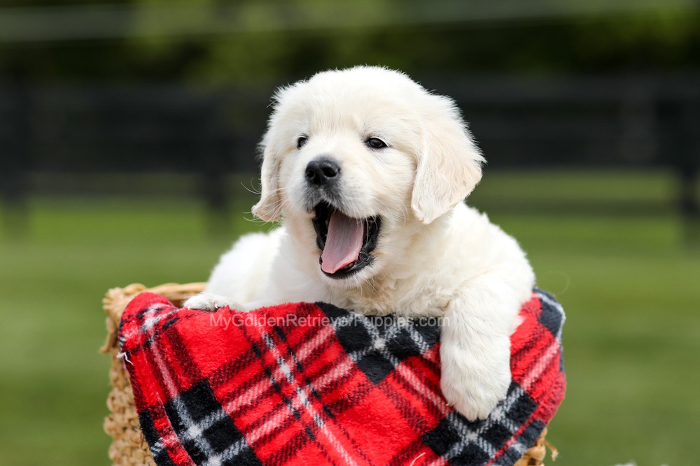 Zeke Image of Zeke, a Golden Retriever puppy