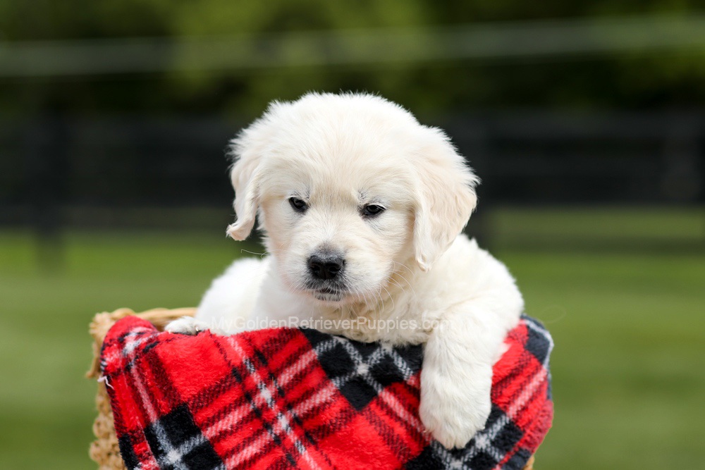 Zeke Image of Zeke, a Golden Retriever puppy