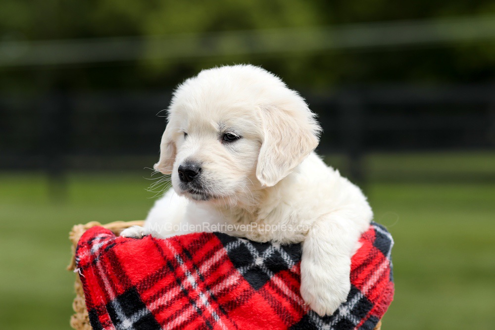 Zeke Image of Zeke, a Golden Retriever puppy