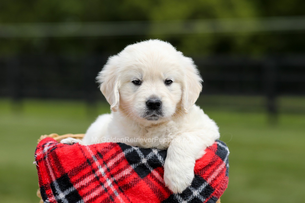 Zeke Image of Zeke, a Golden Retriever puppy