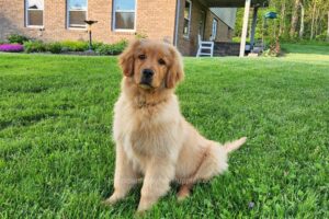 Alicia (trained) Image of Alicia (trained), a Golden Retriever puppy