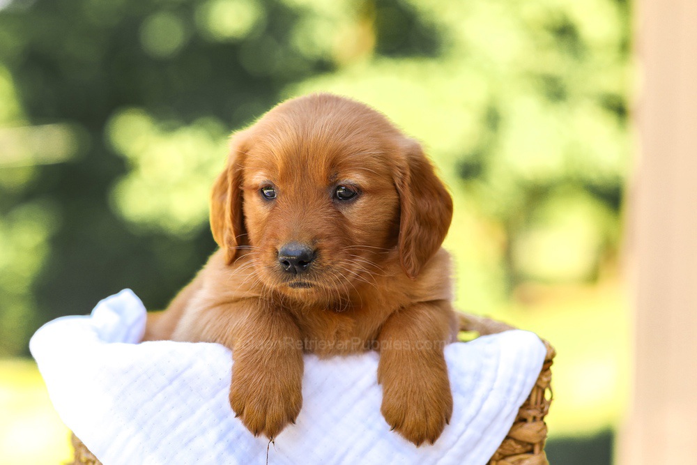 Anne Image of Anne, a Golden Retriever puppy