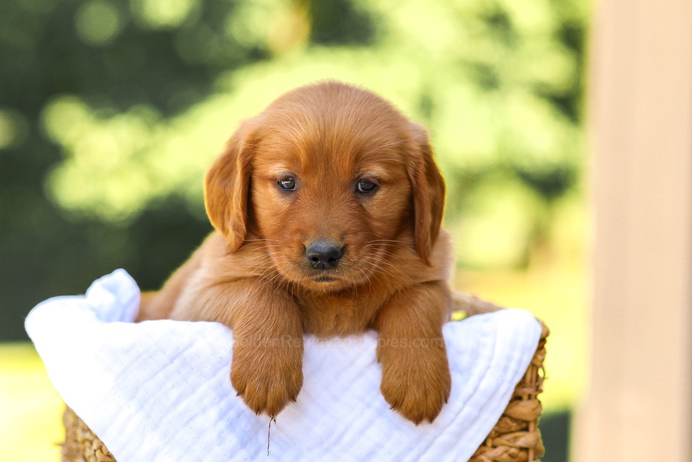 Anne Image of Anne, a Golden Retriever puppy