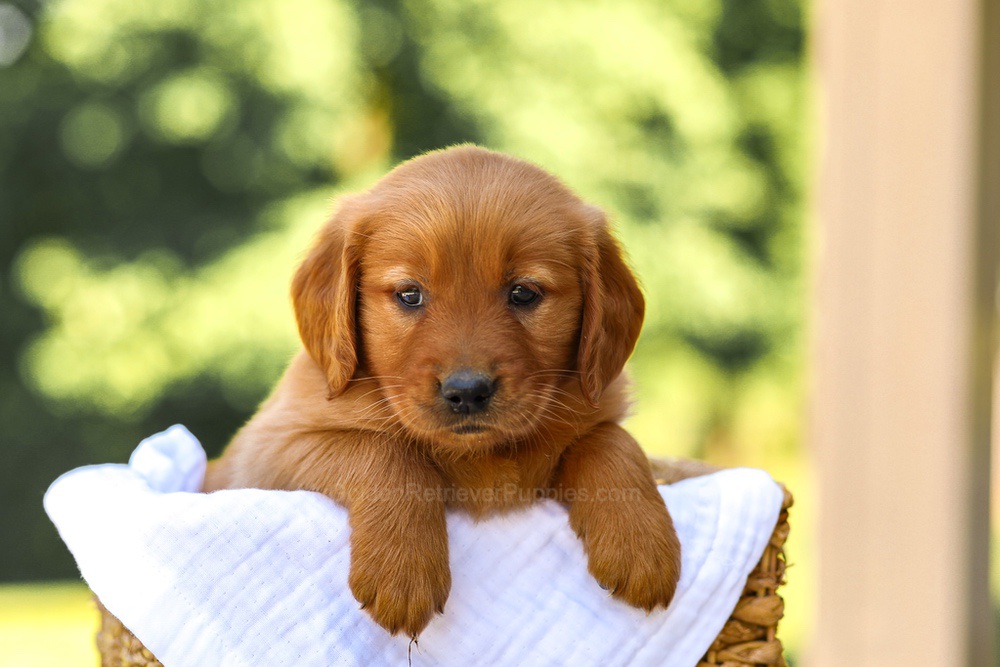 Anne Image of Anne, a Golden Retriever puppy