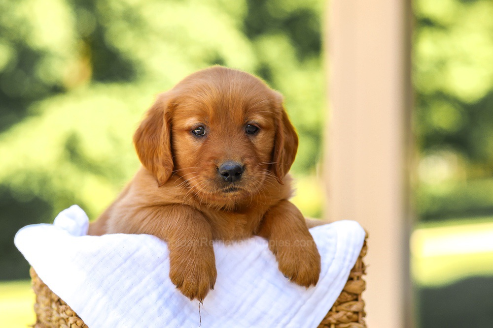 Anne Image of Anne, a Golden Retriever puppy
