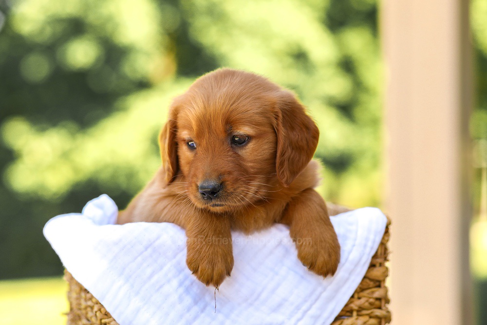 Anne Image of Anne, a Golden Retriever puppy