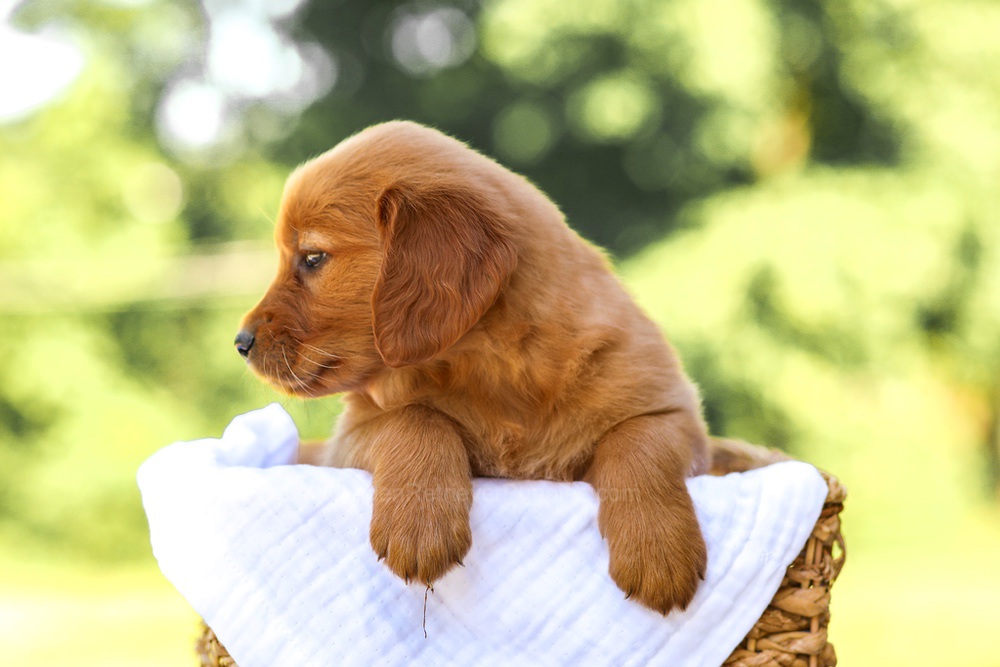 Anne Image of Anne, a Golden Retriever puppy