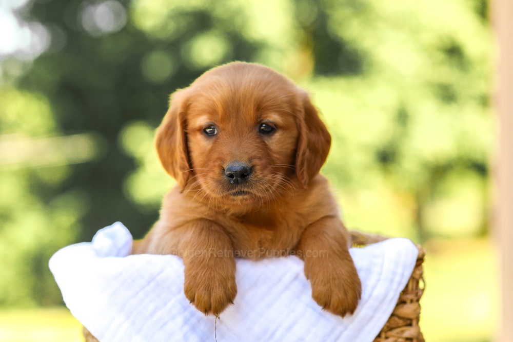Anne Image of Anne, a Golden Retriever puppy