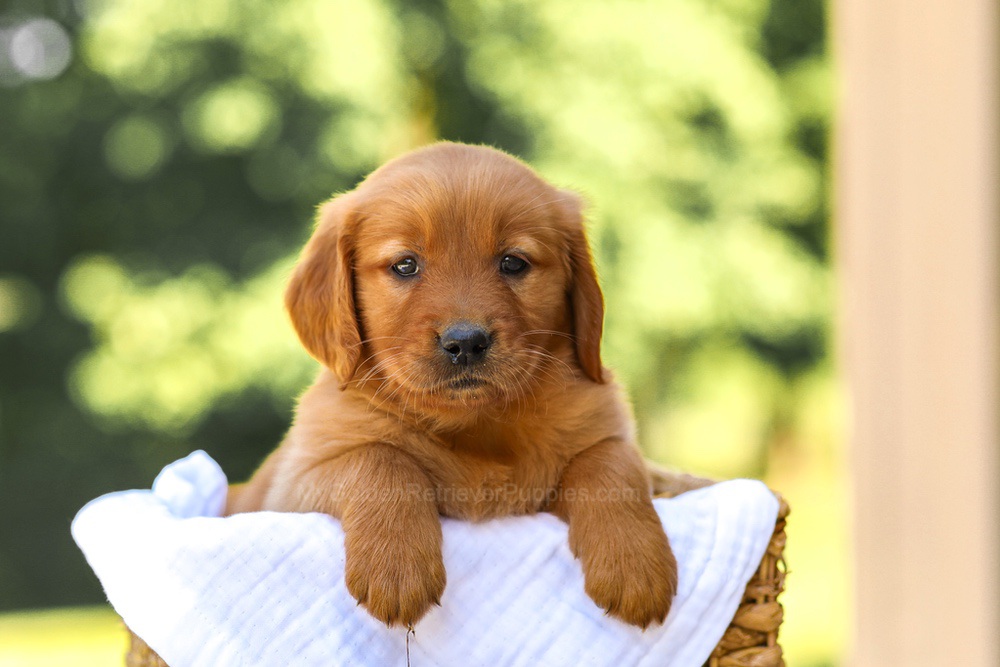 Anne Image of Anne, a Golden Retriever puppy