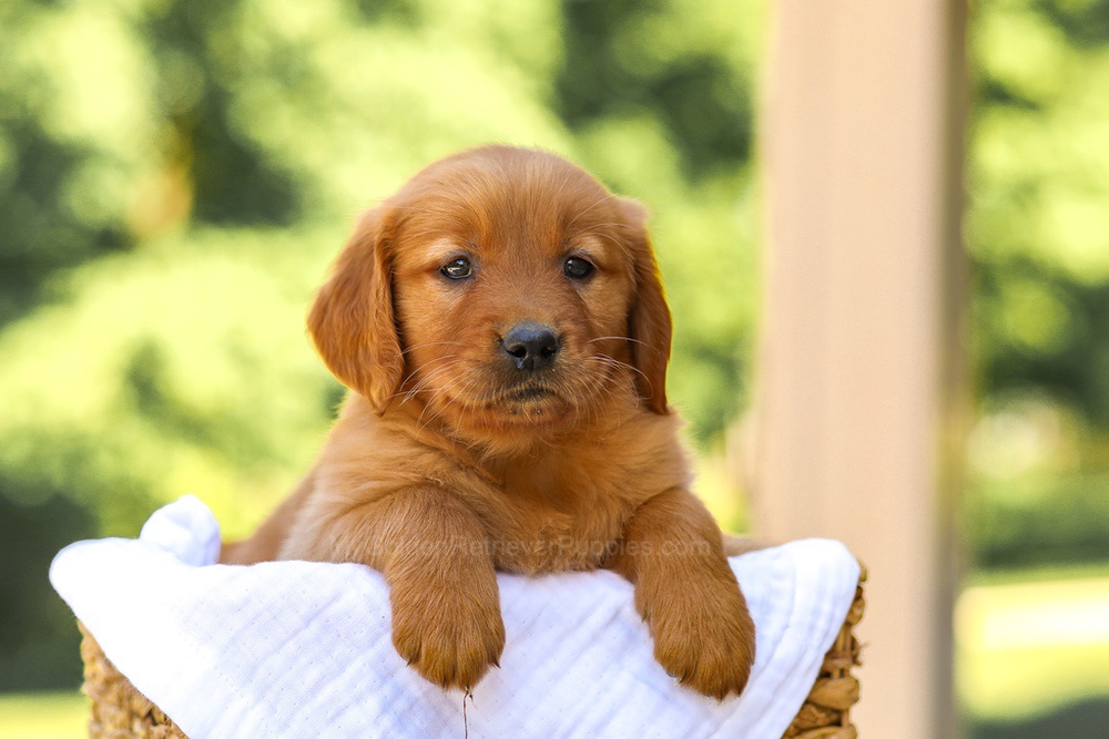 Anne Image of Anne, a Golden Retriever puppy