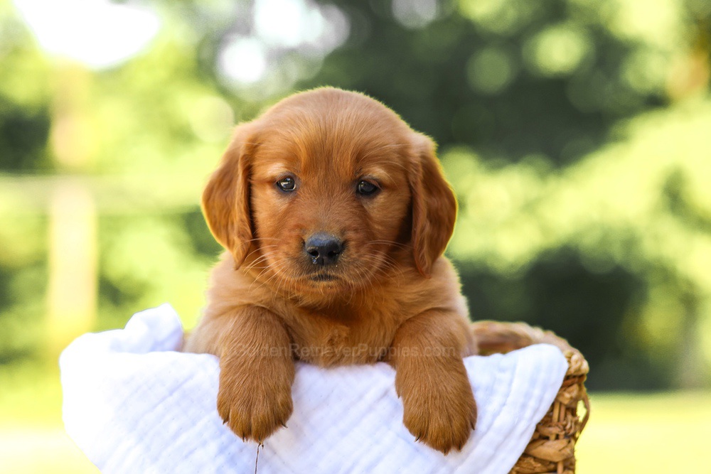 Anne Image of Anne, a Golden Retriever puppy