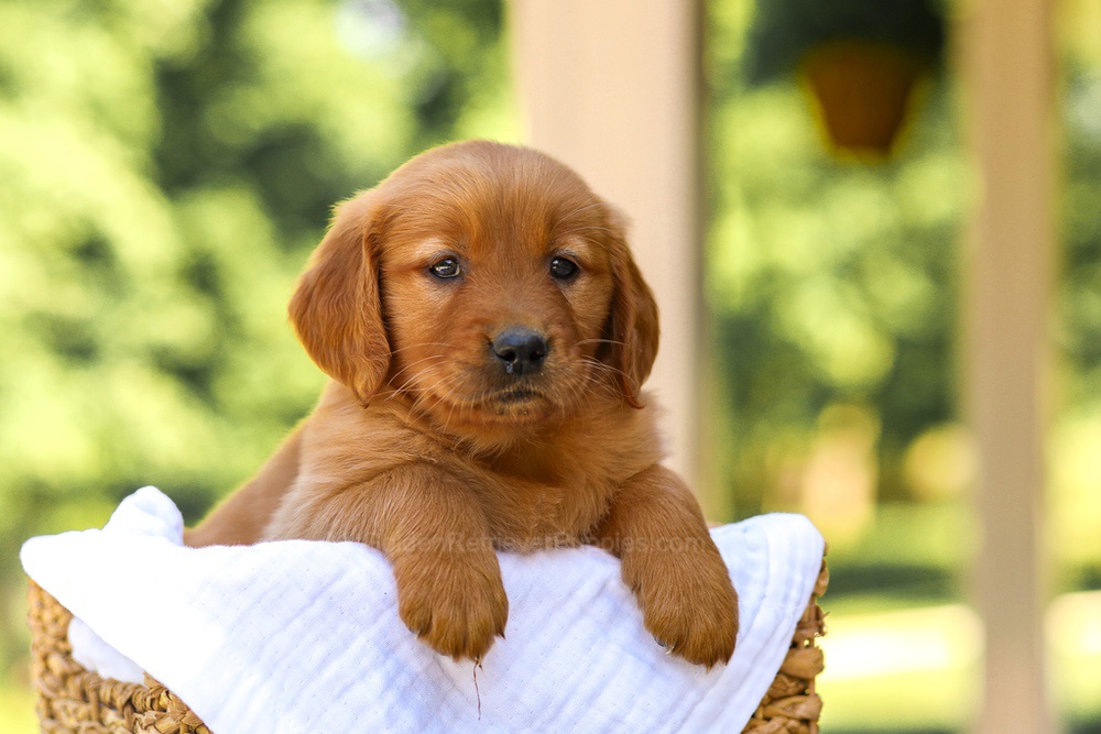 Anne Image of Anne, a Golden Retriever puppy