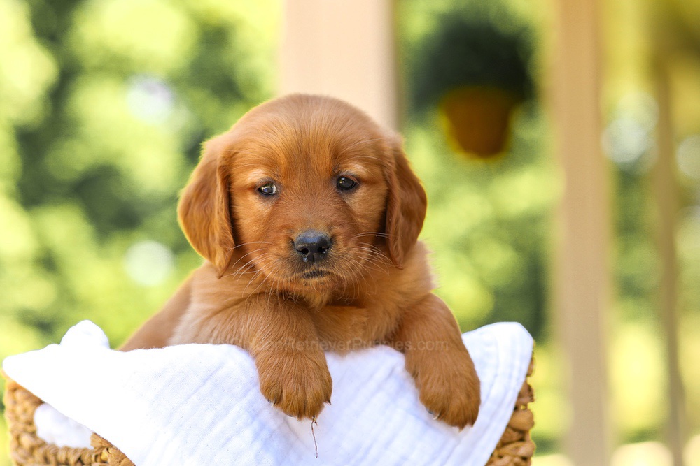 Anne Image of Anne, a Golden Retriever puppy