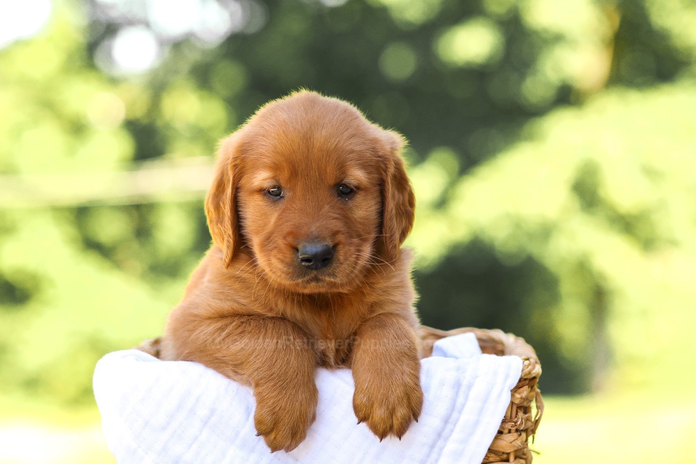 Asher Image of Asher, a Golden Retriever puppy