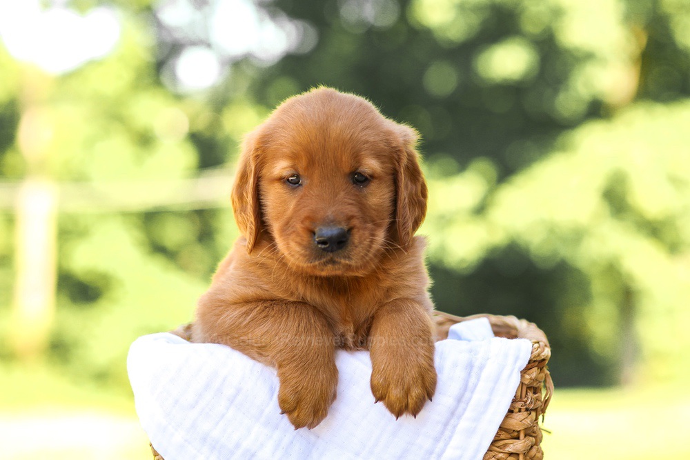 Asher Image of Asher, a Golden Retriever puppy